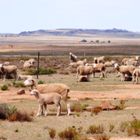 sheep